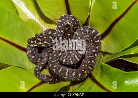 Juvenile Diamond Python rollte sich in Birds Nest Fern zusammen Stockfoto