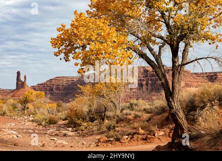 UT00911-00..... UTAH - Cottonwood Baum und Formation namens De Gaulle und seine Tropops im Tal der Götter, trägt Ears National Monument. Stockfoto