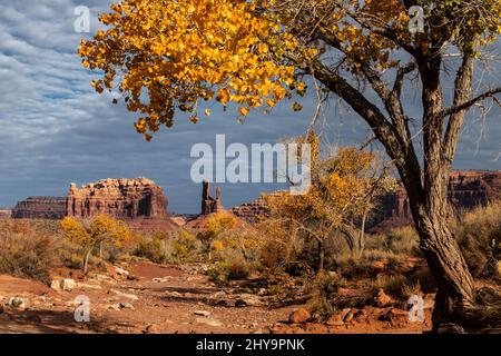 UT00913-00..... UTAH - Cottonwood Bäume und Formation namens De Gaulle und seine Tropops im Tal der Götter, trägt Ears National Monument. Stockfoto