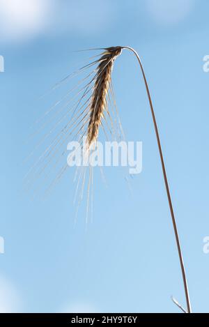 Rye, Wallowa Valley, Oregon. Stockfoto
