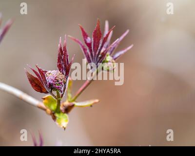 Frische Ahornblätter mit Blumen und Samen. Frühlingszweige von Ahornbaum mit frischen grünen Blättern Stockfoto