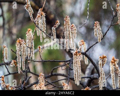 Hinterleuchtete Gruppe weiblicher europäischer Espen oder quakender Aspen, Populus Tremula, Kätzchen, unter der weichen Frühlingssonne Stockfoto