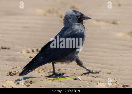 Nahaufnahme einer Aas-Krähe auf dem Sand in Deutschland Stockfoto