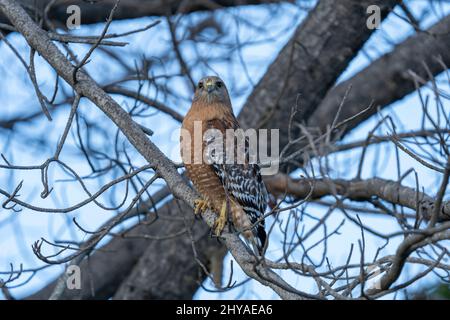 Nahaufnahme eines Red-shouldered Hawk, der auf einem Baum in Twin Lakes, Santa Cruz, steht Stockfoto