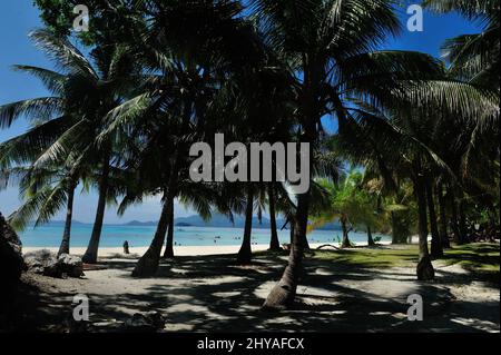 Palmen am weißen Sandstrand auf Malcapuya Island, Coron, Philippinen. Stockfoto