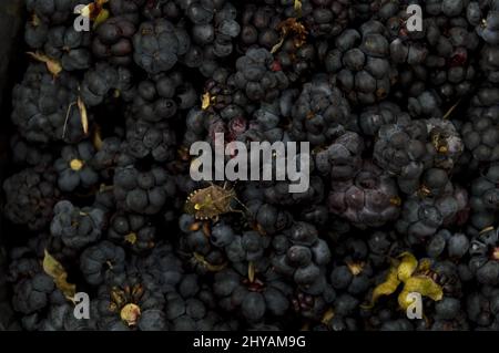 Nahaufnahme des europäischen Dewberry-Hintergrunds Stockfoto