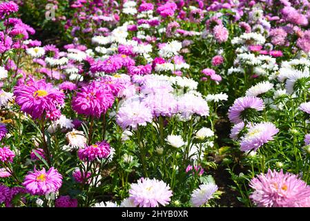 Viele lila und rosa Aster wachsen im Herbst auf Blumenbeet Stockfoto