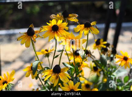 Rudbeckia hirta, gemeinhin als Schwarzäugige Susan bezeichnet Stockfoto