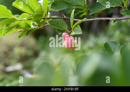 Lobner Magnolia Merrill unreife Frucht. Ohne Blüten Stockfoto