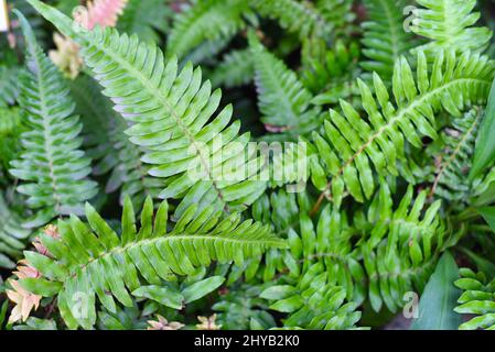 Blechnum westliche oder harte Farnpflanze aus der Nähe Stockfoto