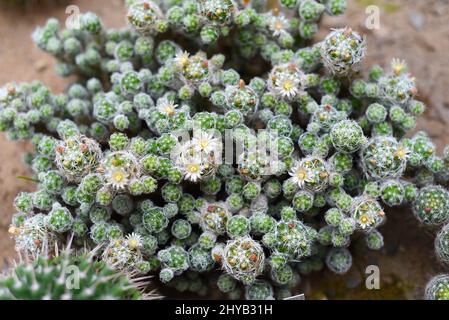 Mammillaria gracilis mit Blüten aus nächster Nähe Stockfoto