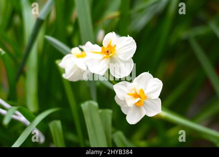 Narcissus poeticus Blume auf grünem Hintergrund Stockfoto