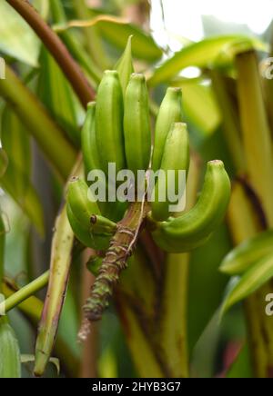 Bananas Musa mannii H. Wendl. Ex Baker Stockfoto