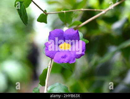 Blume von Thunbergia erecta oder Buschwerk, Kartoffelbusch Stockfoto