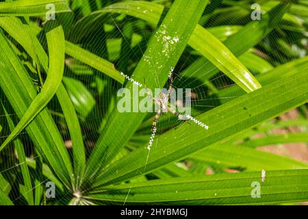 Nahaufnahme der Gartenspinne, die am Morgen eines sonnigen Tages auf dem Netz steht. Stockfoto