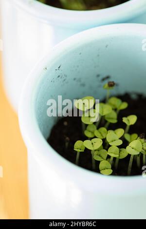 Auf der Fensterbank in Gläsern gewachsene Microgreens. Das Konzept der Vitamine im Frühjahr und Hausgarten. Draufsicht. Stockfoto