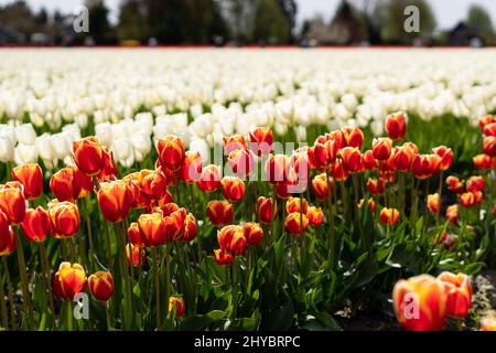 Wunderschönes Feld mit blühenden bunten Tulpen in Mount Vernon, Washington Stockfoto
