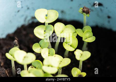 Auf der Fensterbank in Gläsern gewachsene Microgreens. Das Konzept der Vitamine im Frühjahr und Hausgarten. Draufsicht. Makrofoto. Stockfoto