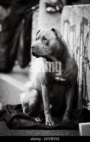 Graustufenaufnahme eines Hundes, der auf den Straßen von Wellington, Neuseeland, sitzt Stockfoto