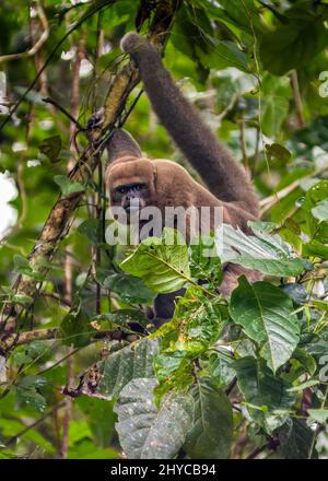 Brown Woolly Monkey hängt mit seinem Schwanz von einem Baum in reichlich üppiger Vegetation des Amazonas Stockfoto