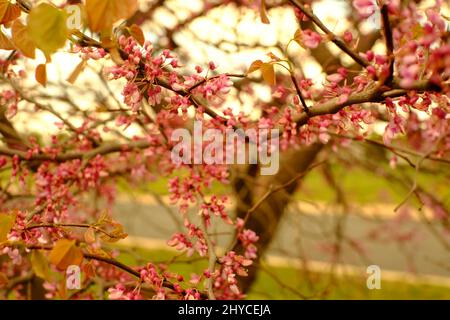 Selektive Fokusaufnahme von blühenden rosa cercis-Blumen im Park Stockfoto