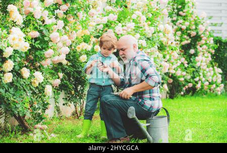 Pflege und Bewässerung der Blumenrose. Großvater mit Enkel gärtnern zusammen. Gärtner im Garten. Hobbys und Freizeit. Enkel und Großvater Stockfoto