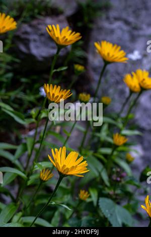 Buphthalmom salicifolium blüht in Bergen Stockfoto