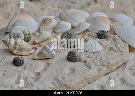 Nahaufnahme von Muscheln verschiedener Größen und Formen, die auf einem Stück Sand am Strand liegen Stockfoto