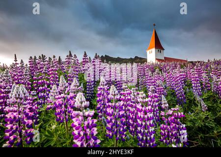 Tolle Aussicht auf die christliche Kirche von Vikurkirkja im Abendlicht. Dramatische und malerische Szene. Beliebte Touristenattraktion. Lage berühmter Place Vik i M Stockfoto