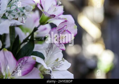 Blumensträuße von abwechslungsreichen Blumen Feier und Veranstaltung, Natur Stockfoto