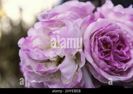 Blumensträuße von abwechslungsreichen Blumen Feier und Veranstaltung, Natur Stockfoto