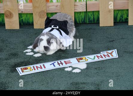 Bini the Bunny bei der Weltpremiere von „Peter Rabbit“, die am 3. Februar 2018 in Los Angeles, CA, im The Grove stattfand Stockfoto