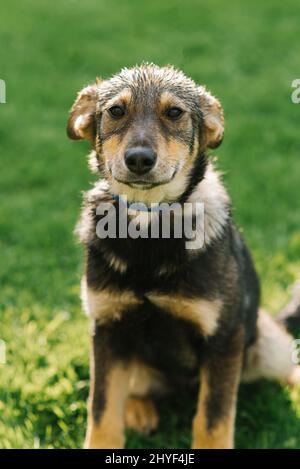 Ein Mongrel erwachsener Welpe an der Leine nach dem Regen ist ganz nass Stockfoto