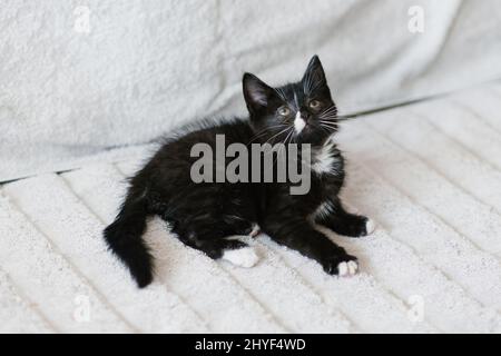 Eine schwarze Katze mit weißen Flecken liegt auf der Couch Stockfoto