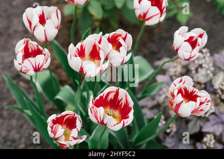 Tulip glückliche Generation im Frühjahr im Garten Stockfoto