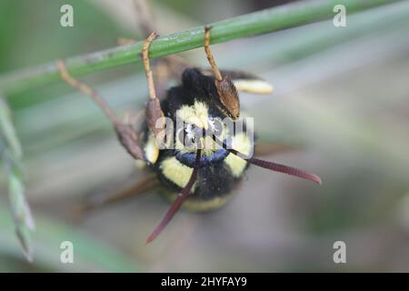 Sesia apiformis, allgemein bekannt als Hornet Motte oder Hornet clearwing getarnt als Hornet, Beispiel für Batesian Mimikry Stockfoto