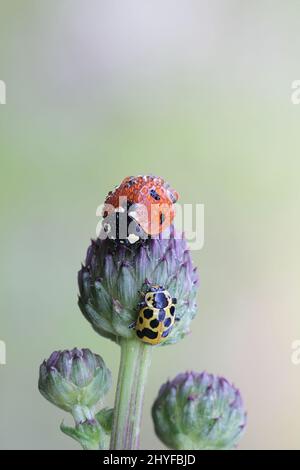 Roter Marienkäfer mit sieben Flecken (Coccinella septempunctata) und gelber Marienkäfer mit dreizehn Flecken (Hippodamia tredecimpunctata) auf einer Knospe kriechender Distel Stockfoto