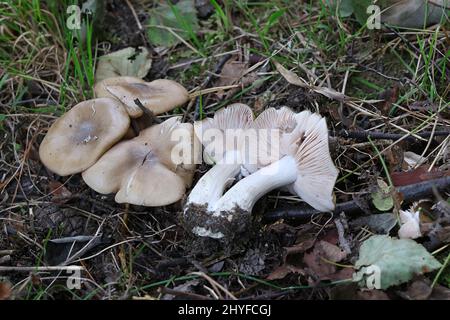 Entoloma clypeatum, bekannt als Shield Pinkgill, wilder Pilz aus Finnland Stockfoto