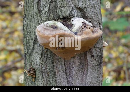 Fomes fomentarius, allgemein bekannt als der Zunder Pilz, falsche Zunder Pilz, Hufpilz, Zunder Conk, Zunder Polypore oder Eis Mann Pilz Stockfoto