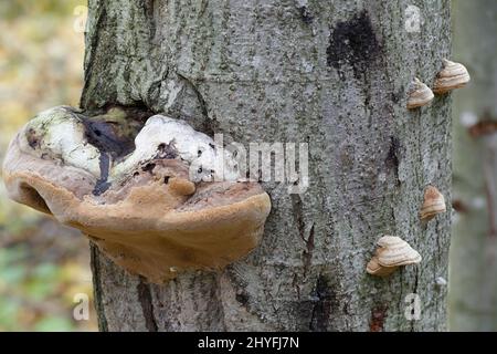 Fomes fomentarius, allgemein bekannt als der Zunder Pilz, falsche Zunder Pilz, Hufpilz, Zunder Conk, Zunder Polypore oder Eis Mann Pilz Stockfoto