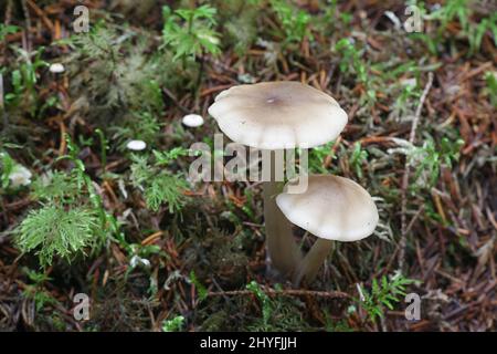 Tricholoma saponaceum, bekannt als die Seife duftenden Fliegenpilz, seifigen Ritter oder Seife tricholoma, wilde Pilze aus Finnland Stockfoto