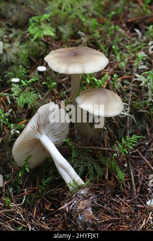 Tricholoma saponaceum, bekannt als die Seife duftenden Fliegenpilz, seifigen Ritter oder Seife tricholoma, wilde Pilze aus Finnland Stockfoto
