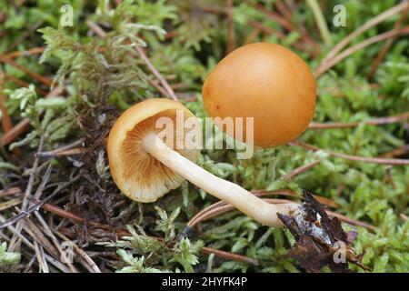 Gymnopilus penetrans, wie gemeinsame Rustgill, wilde Pilze aus Finnland bekannt Stockfoto