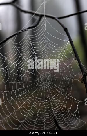 Orb-wobing Spinne und Spinnennetz mit Morgentau bedeckt Stockfoto