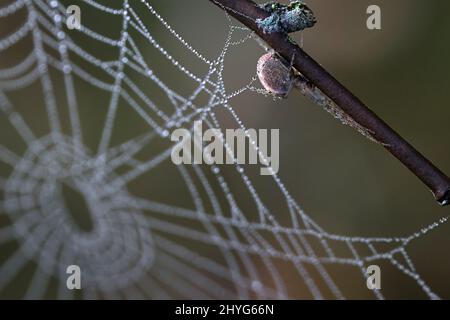 Orb-wobing Spinne und Spinnennetz mit Morgentau bedeckt Stockfoto