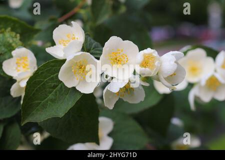Philadelphus coronarius süß im Mock orange, englisches Hundehüss. Weißer Garten Jasmin Blumen. Frühlingsblüten Hintergrund. Stockfoto