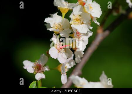 Schöner blühender Zweig der Vogelkirsche oder Hackberry, Prunus Padus Stockfoto