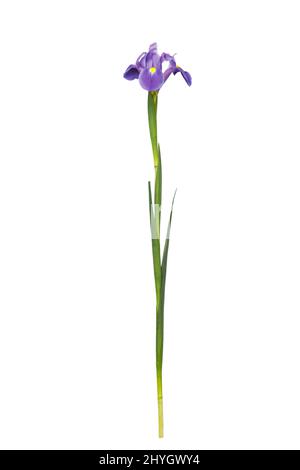 Violett Iris xiphium (bauchiger Iris pumila) auf weißem Hintergrund mit Platz für Text. Ansicht von oben, flach. Urlaub Grußkarte für Valentinstag, Stockfoto