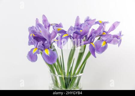 Violett Iris xiphium (bauchiger Iris pumila) auf weißem Hintergrund mit Platz für Text. Ansicht von oben, flach. Urlaub Grußkarte für Valentinstag, Stockfoto