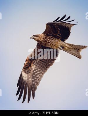 Japanischer Schwarzohrkittchenvögel im Flug, der seine Flügel ausbreitet Stockfoto